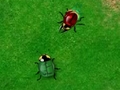 Beetle Wars, da igrajo na spletu