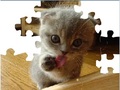 Cute Cat Puzzle, da igrajo na spletu