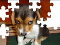 Cute Dog Puzzle, da igrajo na spletu