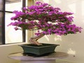 Bougainvillea puzzle, da igrajo na spletu